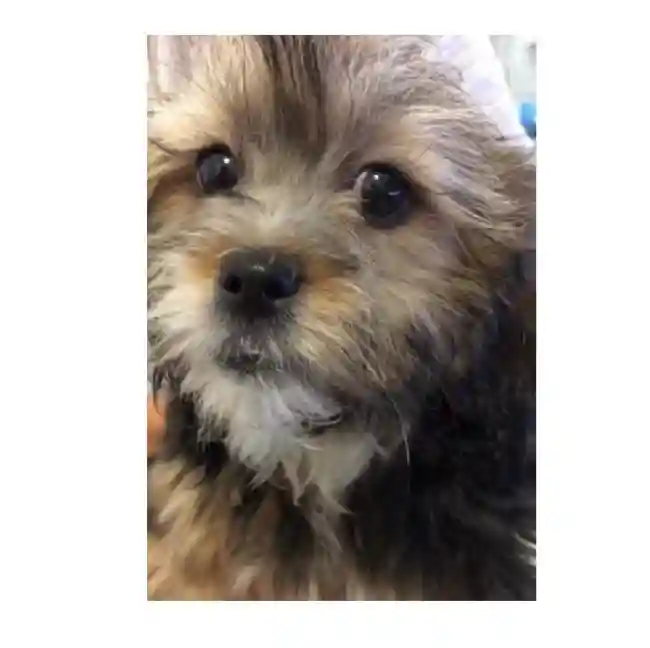 default-image-alt-text