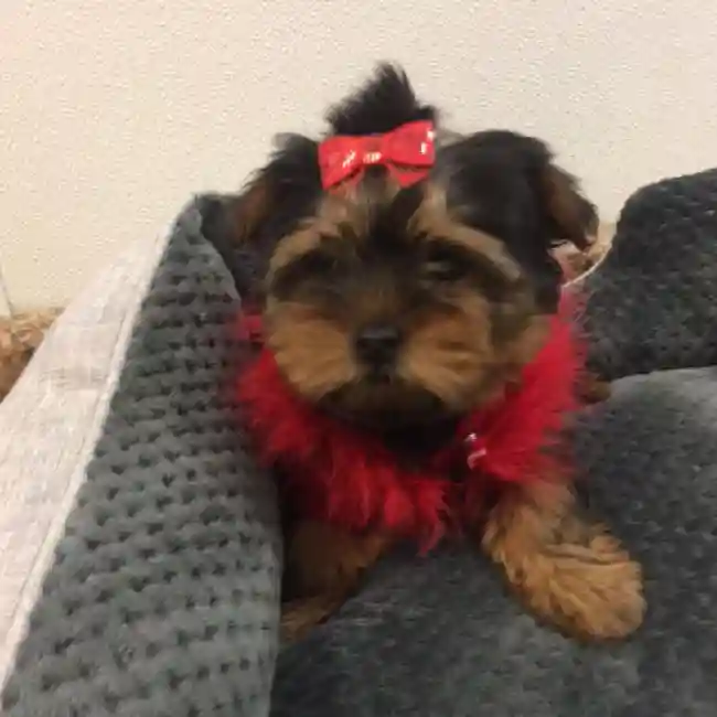 default-image-alt-text