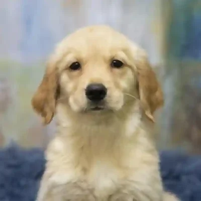 default-image-alt-text