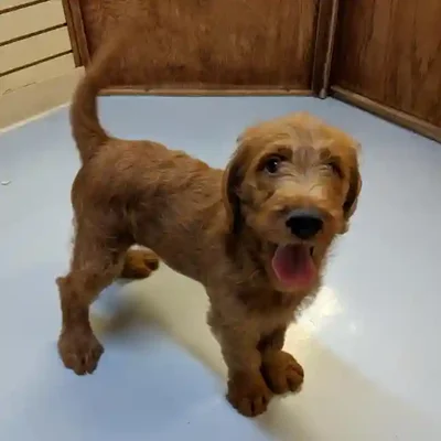 default-image-alt-text