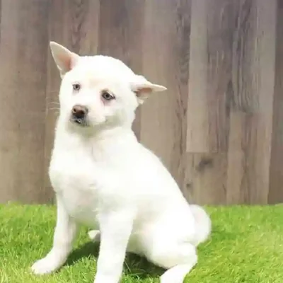 Male Akita Puppy for Sale in Braintree, MA