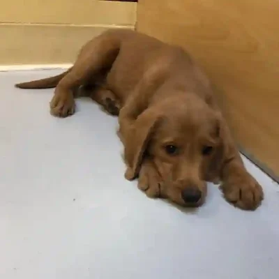 default-image-alt-text