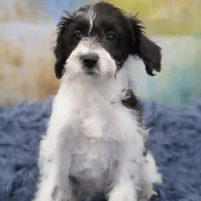 default-image-alt-text