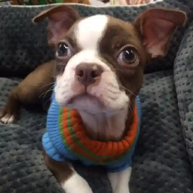 default-image-alt-text