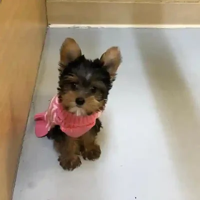 default-image-alt-text