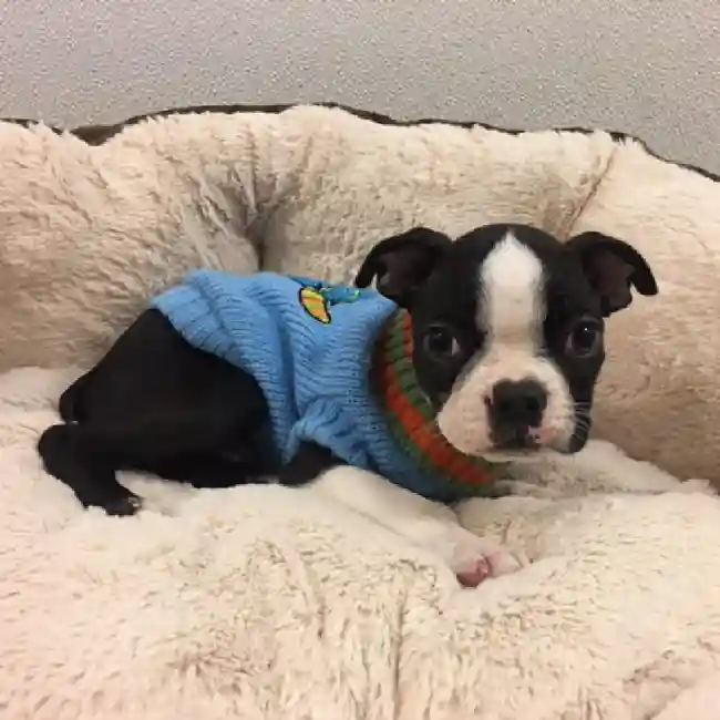 default-image-alt-text