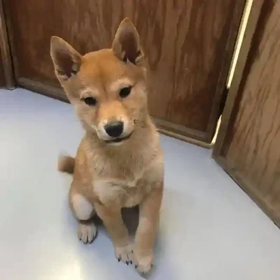 default-image-alt-text