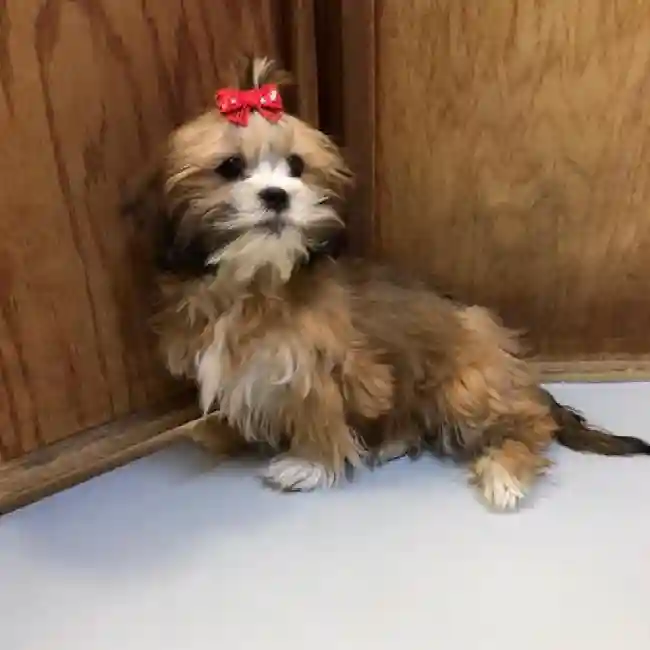 default-image-alt-text