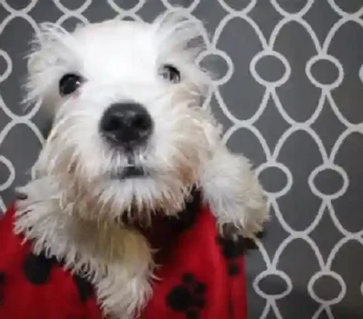 Mini schnauzer 