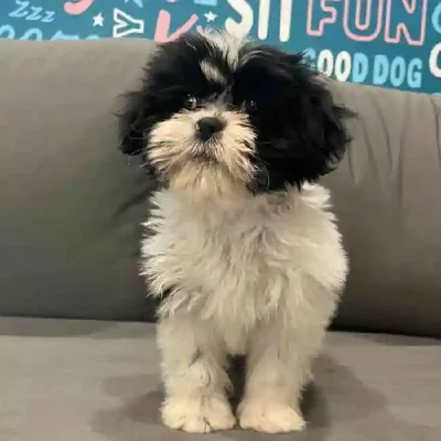 Female Akita Puppy for Sale in Braintree, MA