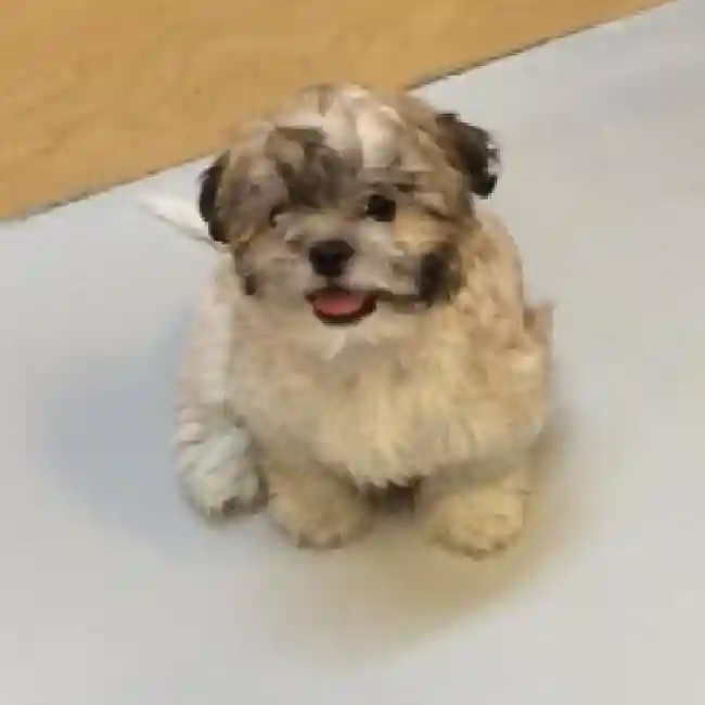 default-image-alt-text