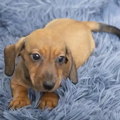 default-image-alt-text