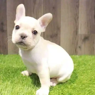 Unknown Akita Puppy for Sale in Braintree, MA
