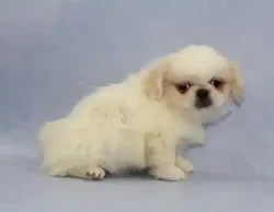car_main_img