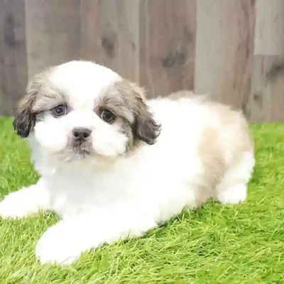 Female Akita Puppy for Sale in Braintree, MA