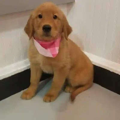 default-image-alt-text