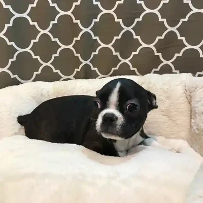 default-image-alt-text