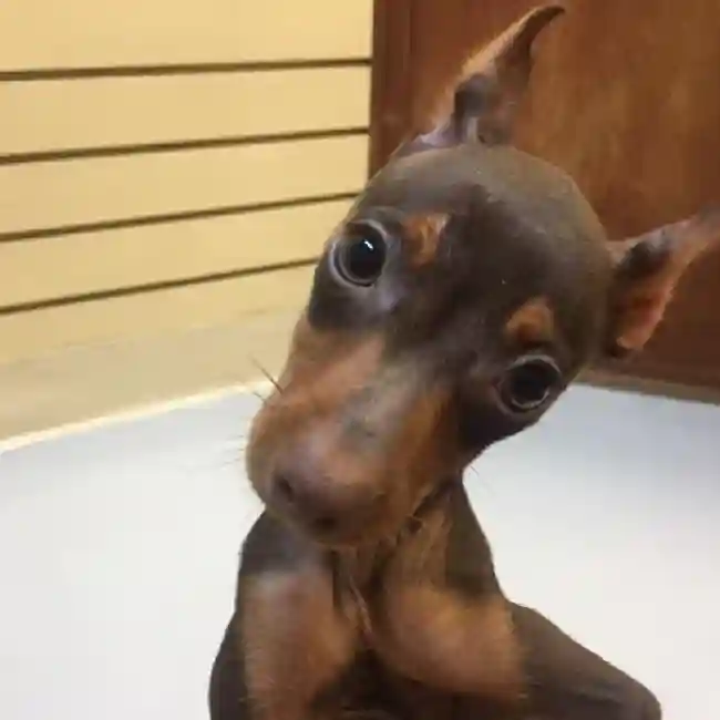 default-image-alt-text