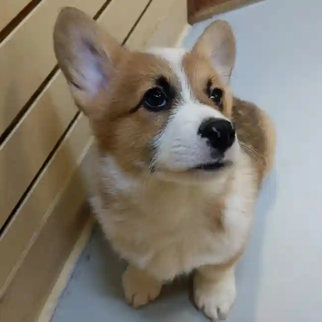 default-image-alt-text